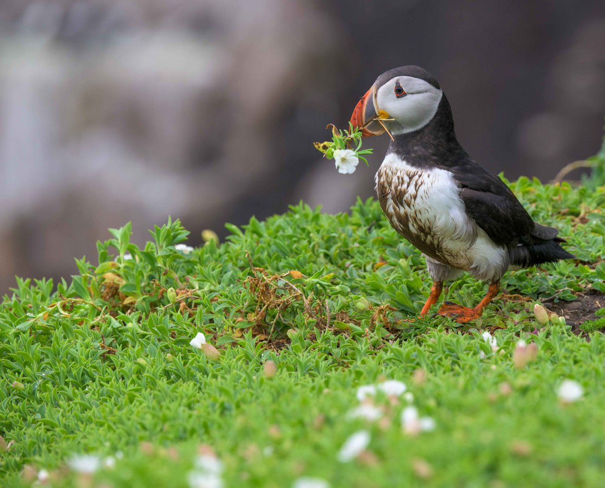 #salteeisland #nature #birds #Puffin

salteeislands.info