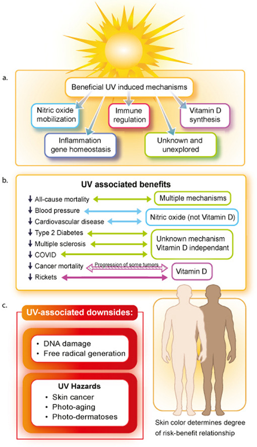 IntraMedNet's tweet photo. Exposición a la luz solar: ¿es hora de repensar las recomendaciones? Si bien la radiación UV es un carcinógeno para la piel, existen beneficios sistémicos significativos que deben considerarse en la formulación de recomendaciones para la salud pública. https://t.co/eWA0htCEn6 https://t.co/dYA5hOCtS6