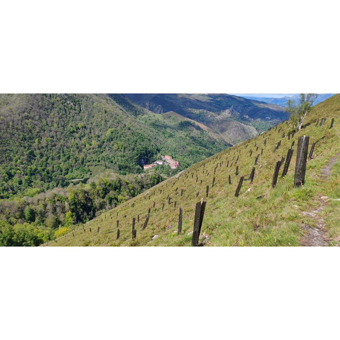 Esta foto sólo podía ser Picos de Europa, porque la postal nevada es 'peak' 😍 En la segunda imagen podéis ver la solana de la 'Cuesta Ginés', en Covadonga. Se suele subir caminando, y el parque ha repoblado el bosque de la cuesta con frondosas 🌱🌿