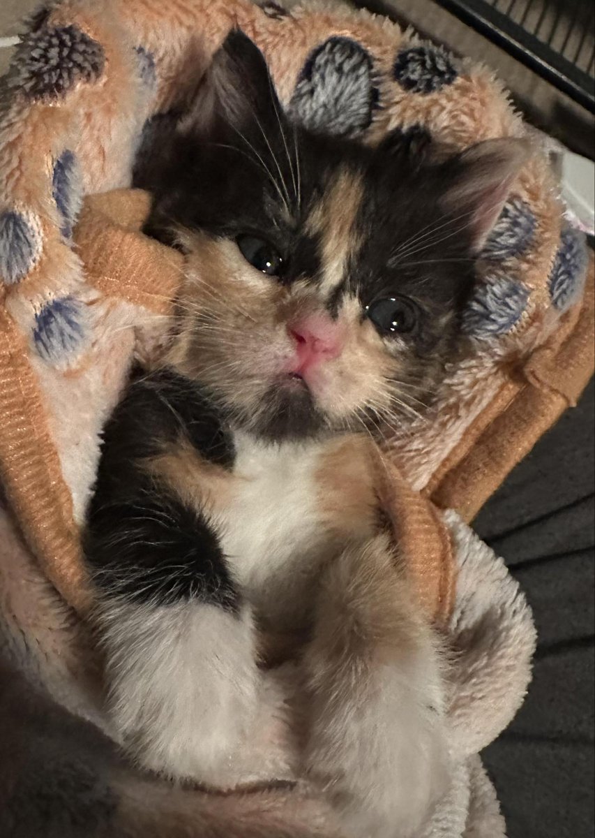 “It is a very inconvenient habit of kittens that whatever you say to them, they always purr.” ― Lewis Carroll
 Please supPURRt our mission by visiting ItsieBitsieRescue.org #savinglives #adoptdontshop #tinybutmighty #kittens #ittakesavillage #fosters2024  #gratitude #quotes