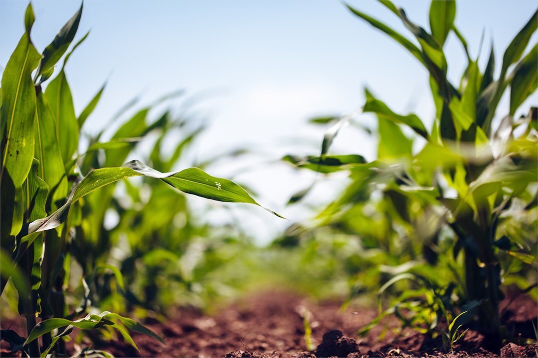 #Nebraska's turbulent weather over the past week caused some setbacks for #plant2024, with #corn planting now almost 20% behind last year's pace. » ow.ly/pgnJ50Ry1tS #NebExt #cropproduction #ag #plant24 #soybean #USDA #sorghum