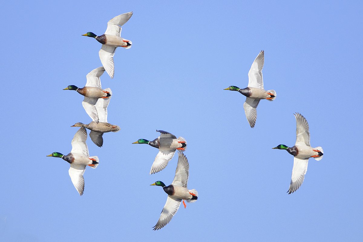 World Migratory Bird Day is Saturday, May 11! 🦆

#DYK? North America has 4 flyways for migratory birds, and what flyway passes over your region determines the different species you might be able to observe. What birds do you typically spot in your region?