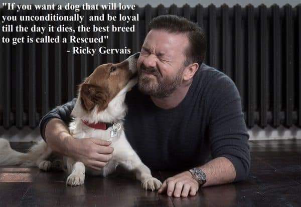 I don't understand #Rickygervais why people would not #AdoptDontShop  a #Dog #cat any #Animal from a shelter,and would buy one from a store. When they buy,many healthy animals in shelters die.#AdoptDontBuy