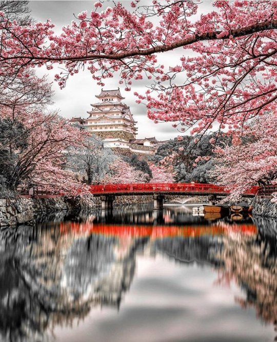 Spring in Japan! 🌸🌸🍃