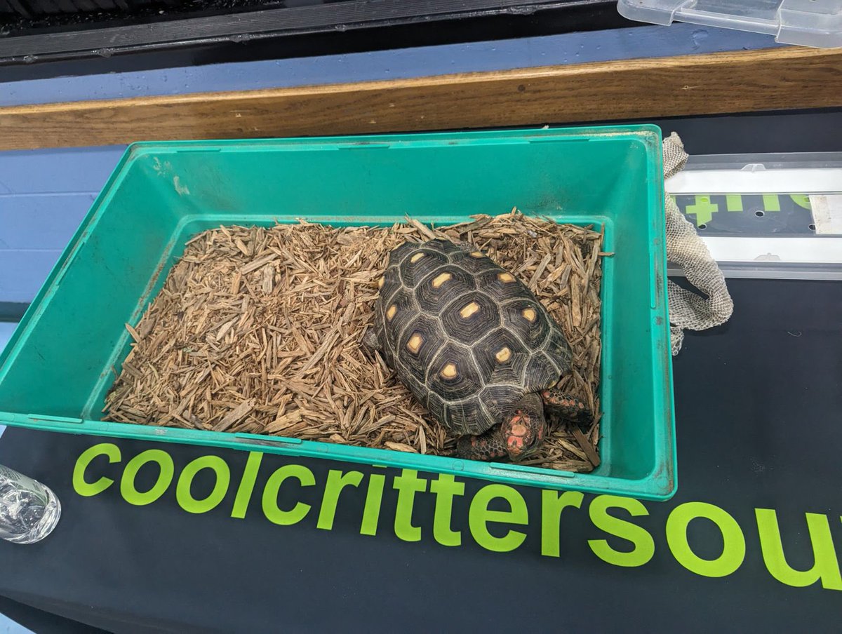 pattisonpath's tweet image. Thanks so much to our Pattison PTO for providing the Cool Critters Outreach program to all students today! So cool 😊