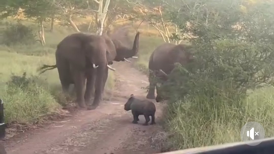 Incredible video shows the interconnection 🐘🐘🐘 &🦏🦏 Watch 📽 facebook.com/share/v/RUoJAu…