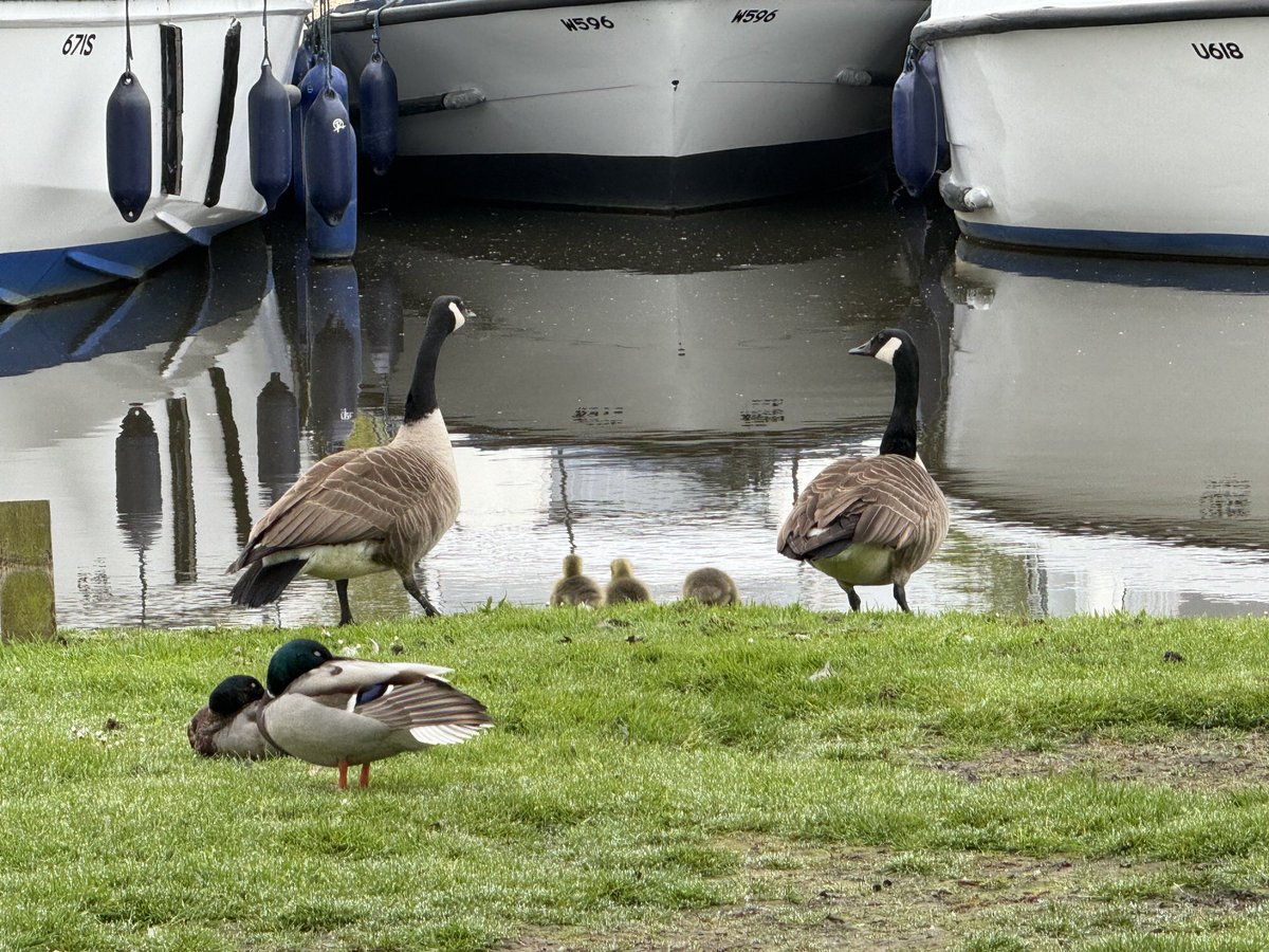 First babies that I’ve seen this year #norfolkbroads #stalham