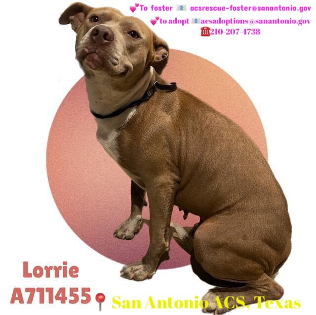 🆘 BEAUTIFUL & MEDICAL AMSTAFF DOG LORRIE 💖#A711455 (4yo F, 53lb, hw-) WITH ADORABLE SMILE IS BEING KILLED TODAY 5.7 BY SA ACS #TEXAS‼️

Dog friendly -shares kennel with other 3 dogs; very sweet
🚨📝unsteady gait in pelvic limbs -sus chronic pelvic/spinal injury
#PledgeForRescue