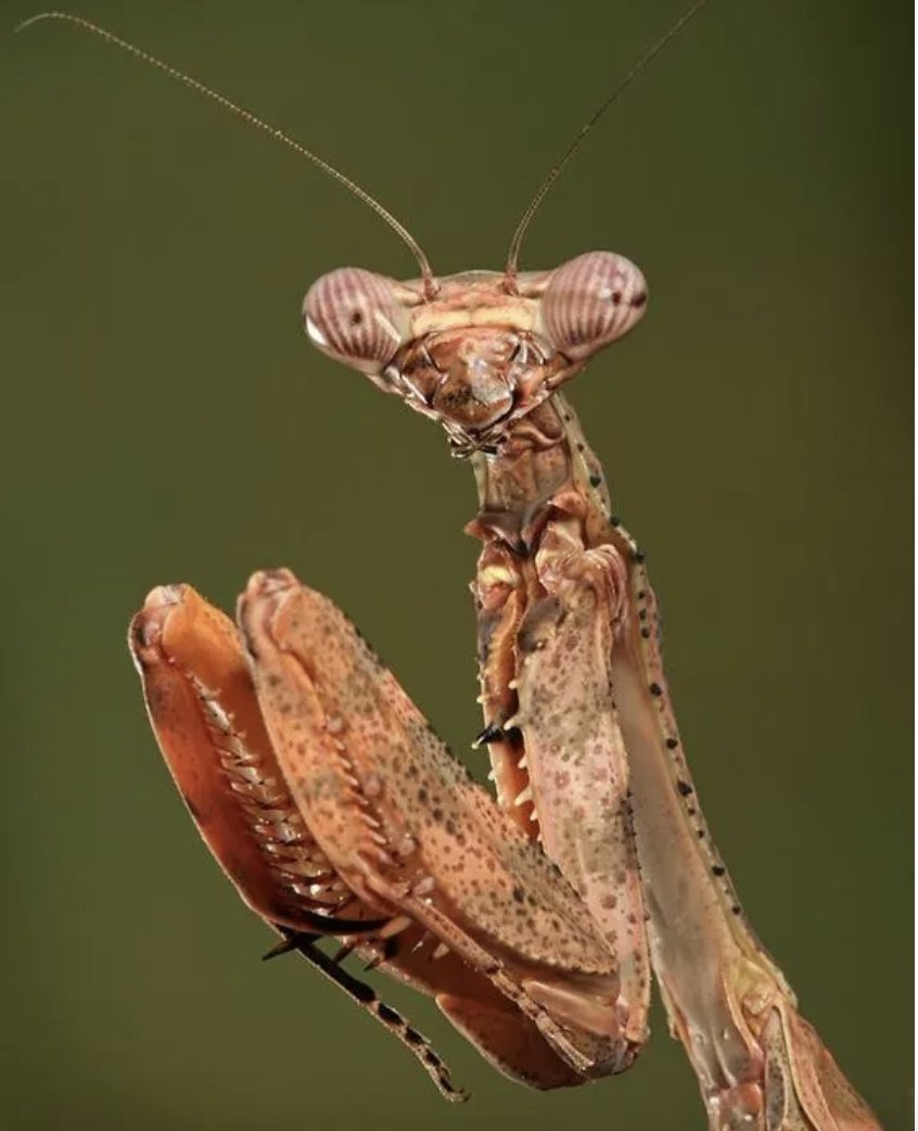 Praying Mantis 🦗🙏

#PrayingMantis #Insects #Nature #PredatoryInsects #wildlife