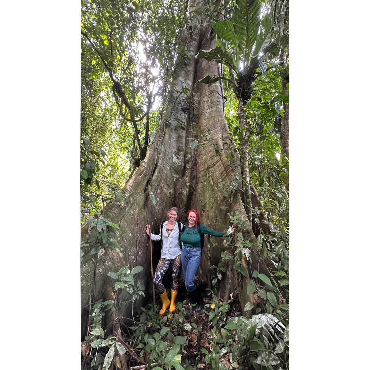 Meeting Master trees, Master plants, used in shamanic tradition, teachings, dietas and initiations 🤗🌿 such an incredible view and energy. 

#shaman #neoshaman #peru #amazon #amazonrainforest #amazonforest #jungle #junglevibes #amazonia #energywork #energyhealer #healer