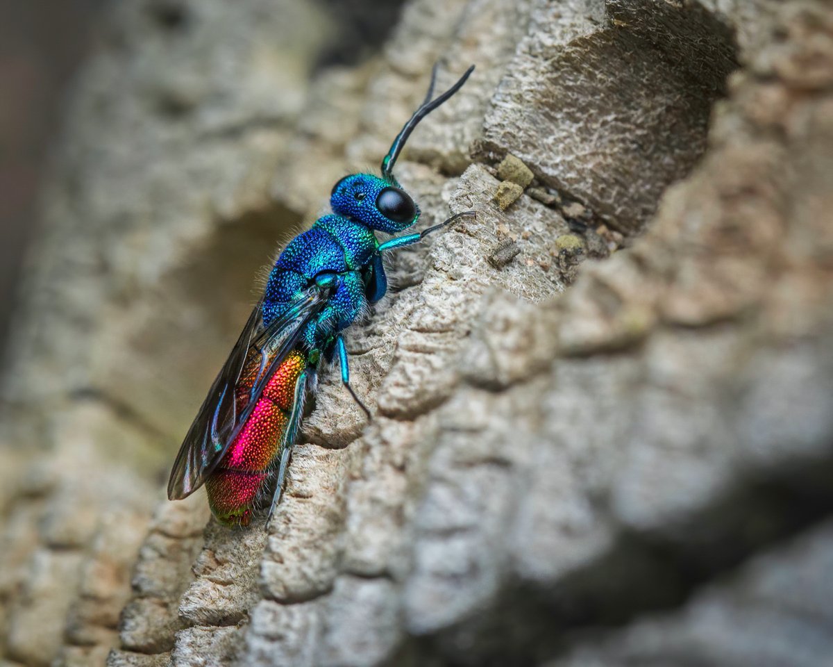 Rather lovely Ruby-tailed Wasp checking-out our garden bee-hotel today. #WaspLove