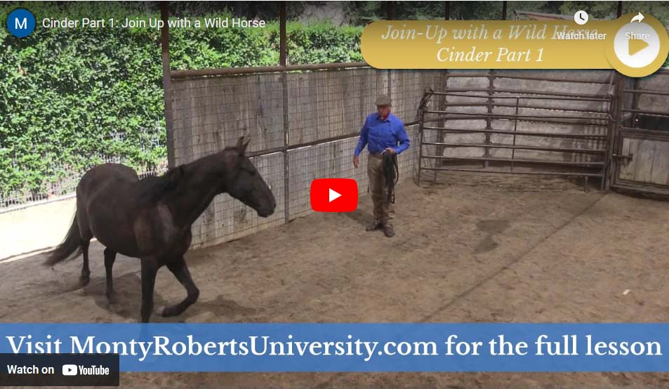 Monty Roberts - Cinder Part 1: Join Up with a Wild Horse (2:04) 'To blame a horse for anything is like blaming the night for being dark' In this video series he works with a wild horse called Cinder. tinyurl.com/4fc3jwk8
#equine #horses #horsetraining #horsetrainer #wildhorses