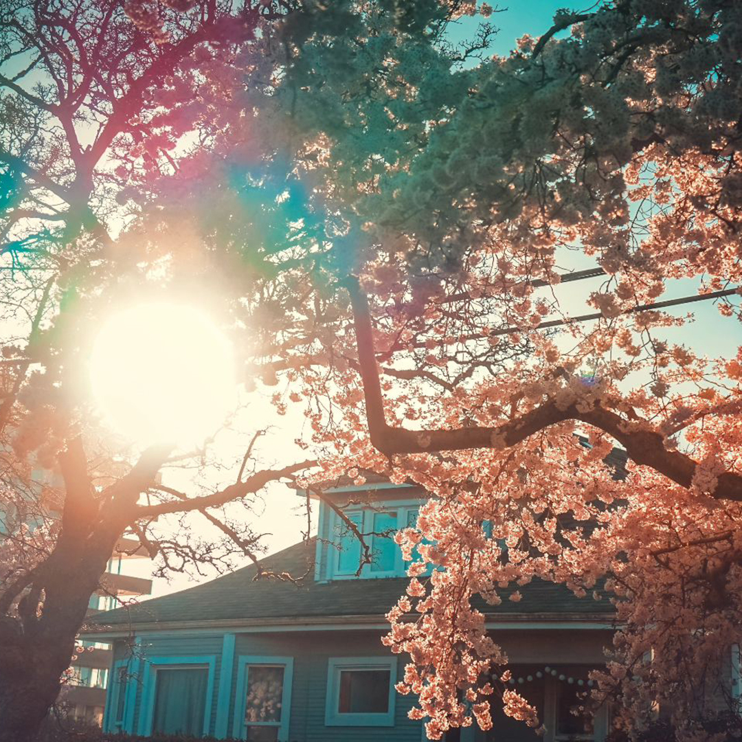 #RT @victoriavisitor: With natural splendor around every corner, it’s hard not to view life in Victoria through rose-coloured glasses 🤩 📍: Downtown Victoria 📸: _sahleme (IG) #explorevictoria #springblooms #springflowers #cherryblossoms #gardencity