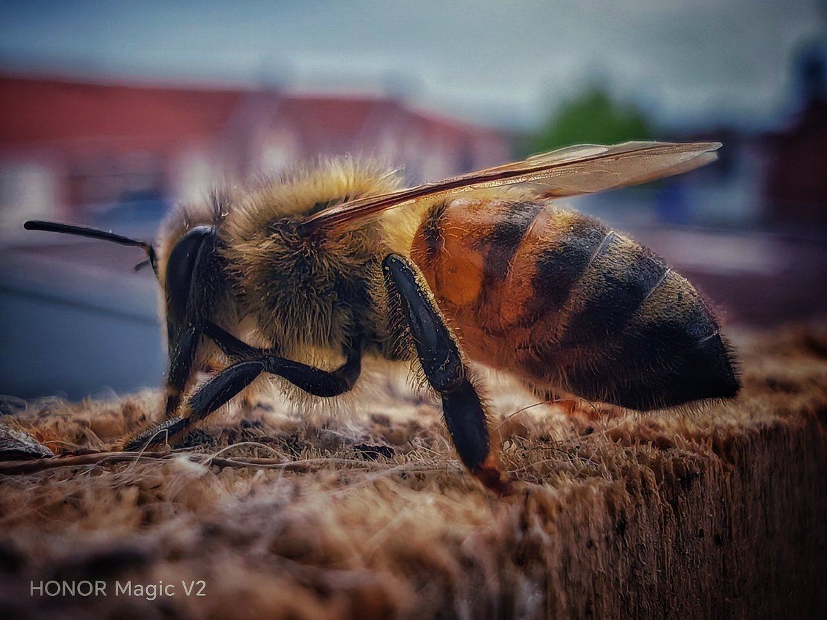 Une #bee 🐝avec mon #HonorMagicV2 
#HonorMagicMomentFr