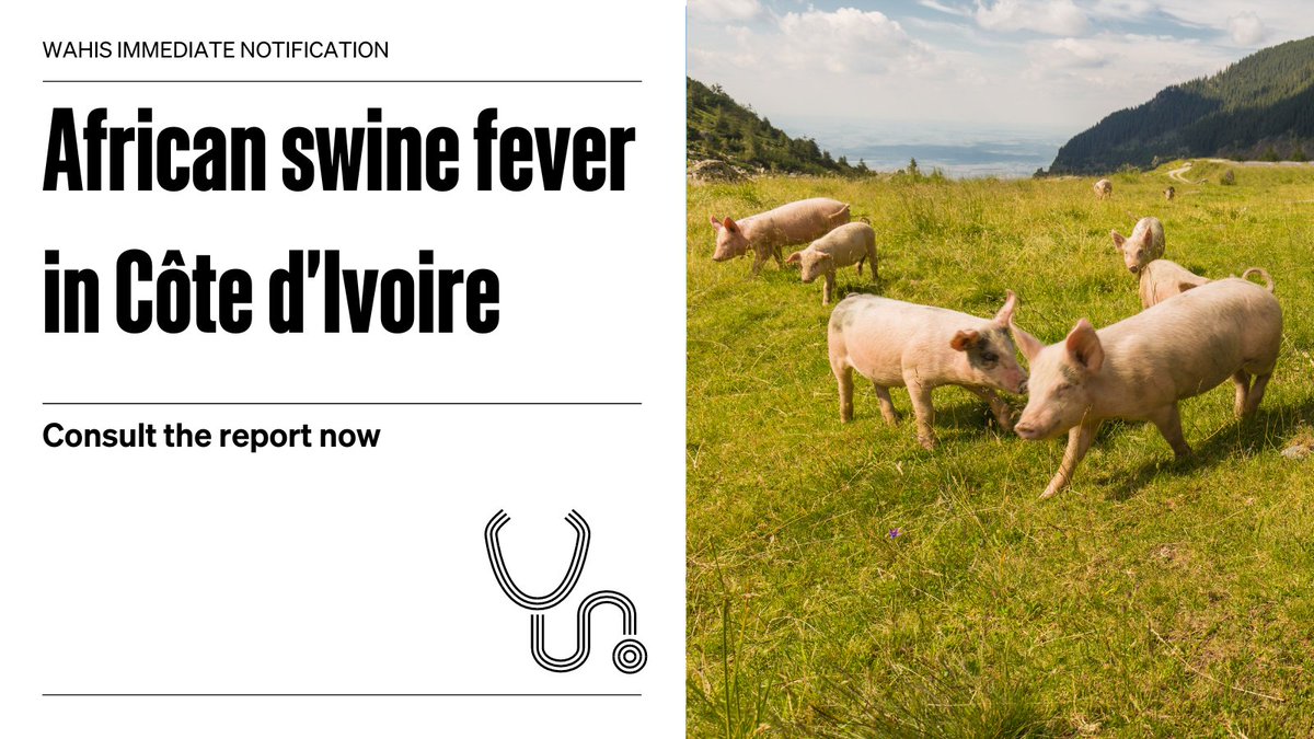 Côte d'Ivoire reported an outbreak of #ASF or African swine fever for the first time in a zone via #WAHIS. The outbreak resulted in the deaths of 167 domestic swine, the killing and disposal of 26. 193 swine remain susceptible to the infection. Read: wahis.woah.org/#/in-review/56…