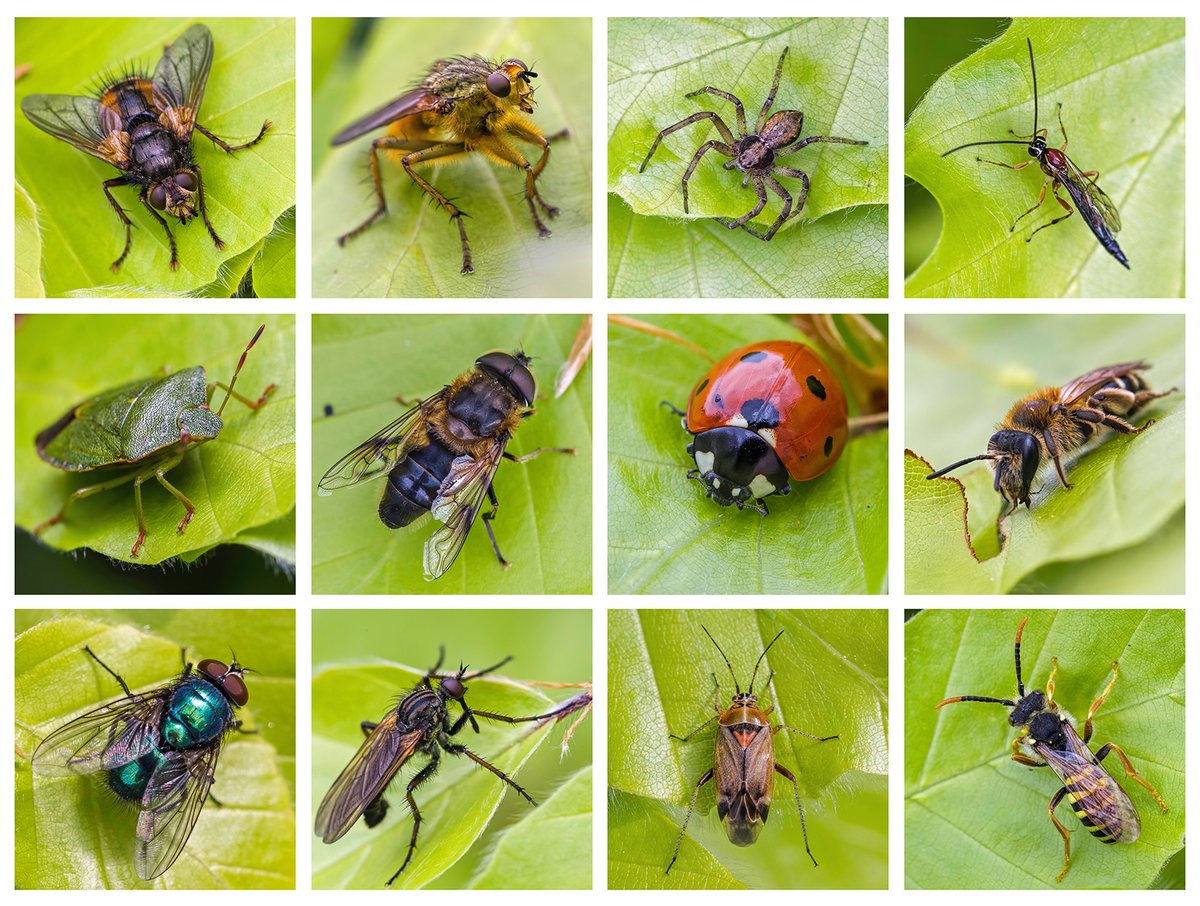 Another composite of visitors to our garden Beech hedge, all these from this morning. Nice to see some 'new' species including Tachinid and Empid flies and a Mirid bug. Who knows what tomorrow holds ... #Biodiversity