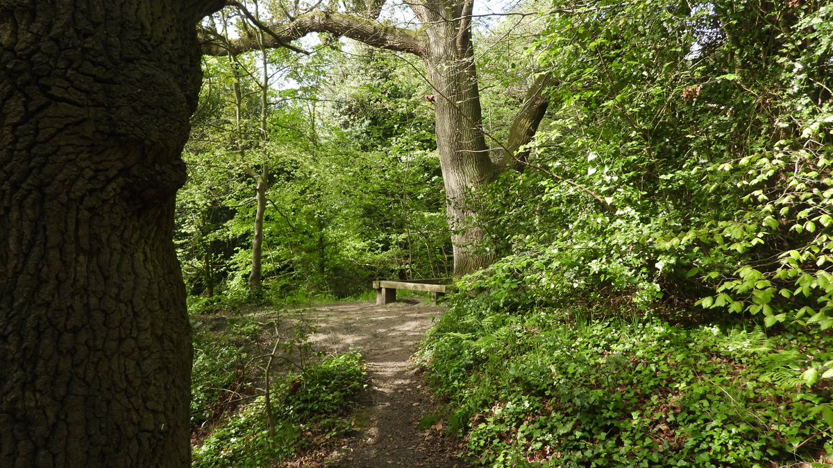 My walk this morning in Corton Woods nr Lowestoft
#woodland
#woods #Corton