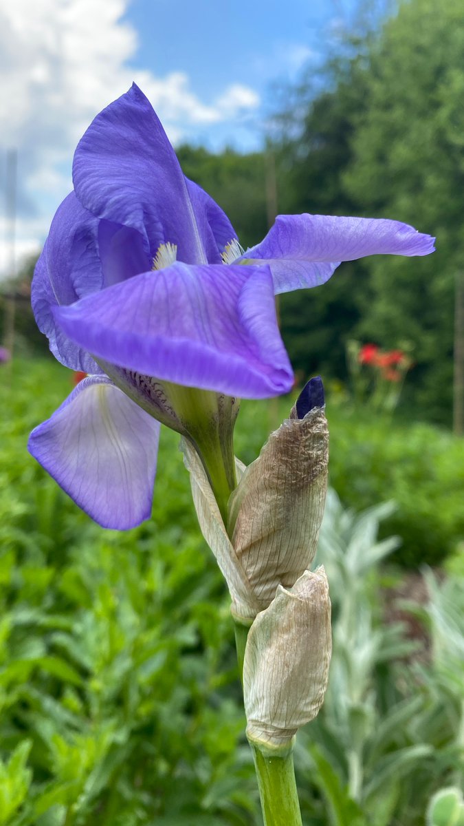the first iris of the season is coming into bloom in the cottage garden - a reminder to stop and savour these beautiful fleeting things as much as we can as soon as we notice them; they’ll be gone again all too soon 💙 surrender to the cycle