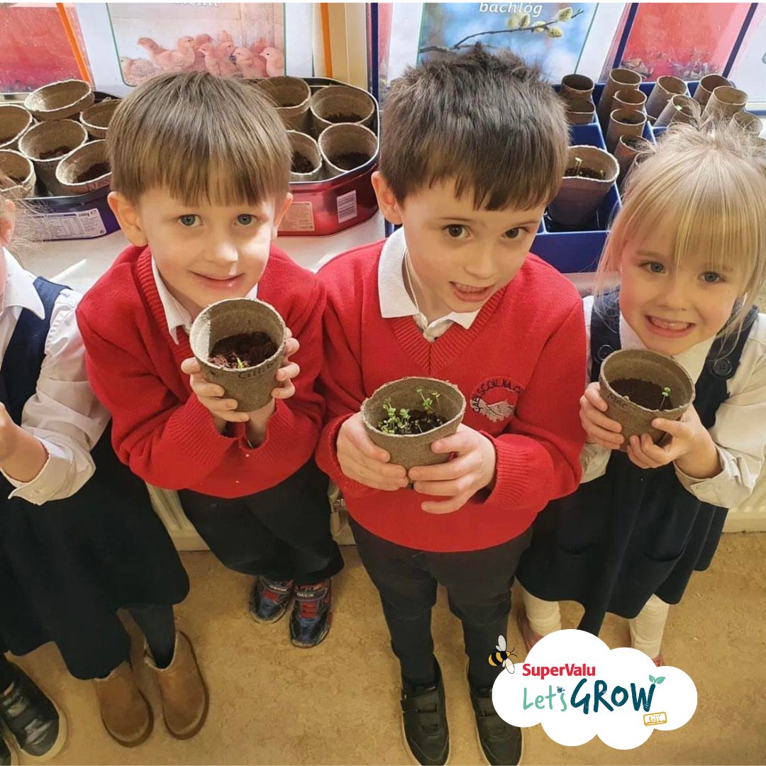 Tá na Naíonáin Bheaga í nGael Scoil Na Cruaiche í Co.Mhaigh Eo ag déanamh an-obair ag tabhairt aire do na síolta 🌱 Bhlais siad biolar a d'fhas siad freisin! Maith thú! #SuperValuLetsGROW @SuperValuIRL