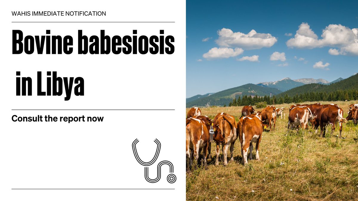 #Libya reported an outbreak of Bovine babesiosis via #WAHIS. This resulted in the deaths of 12 domestic cattle. 62 cattle remain susceptible to infection. Consult the detailed report: wahis.woah.org/#/in-review/56…