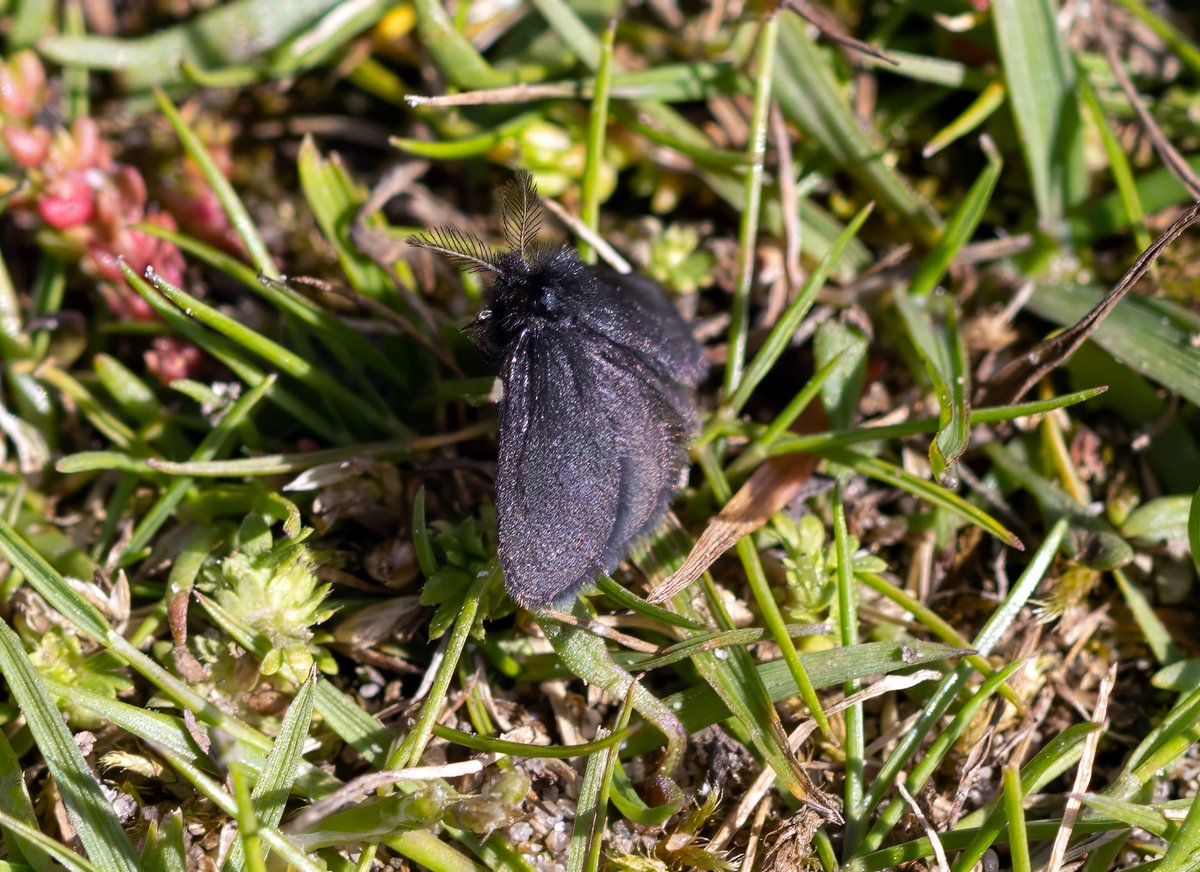 Bit of a loss with this little moth - day flying @RSPBMinsmere Very small & I assume it's male with those antenna! Hoping someone might have an idea! Too small (and wrong place) for Chimney Sweeper @savebutterflies @GonepteryxMan @RSPBEngland @Natures_Voice
