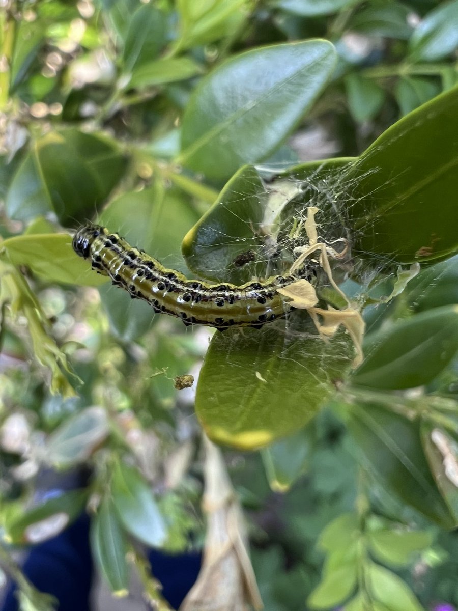 It was only a matter of time, I suppose, but now I have Box-tree Moth caterpillars on my box-trees. Perhaps some of the hungry birds in the garden will dispose of them for me? @pmandrews1973 @BCWarwickshire #caterpillars