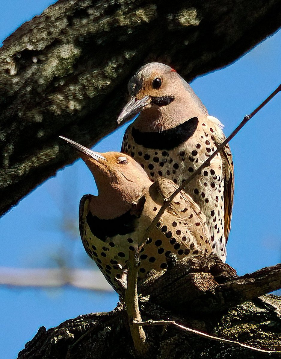 🎉🎉🎉Woohoo! I spotted a pair of Northern Flickers flirting then move on to, well you know. Right after, she flew off and he continued working on the nest. Super-excited to have baby Flickers in Central Park! 💕💕💕#Flickers #CentralPark #birdcpp