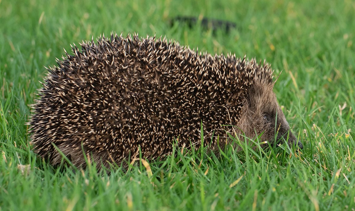 It's Hedgehog Awareness Week (May 5-11). Hedgehogs are a real favourite but sadly not doing so well, @GwentWildlife have therefore chosen them as one of the 10 Vulnerable Species we're taking action for: gwentwildlife.org/blog/andy-karr…