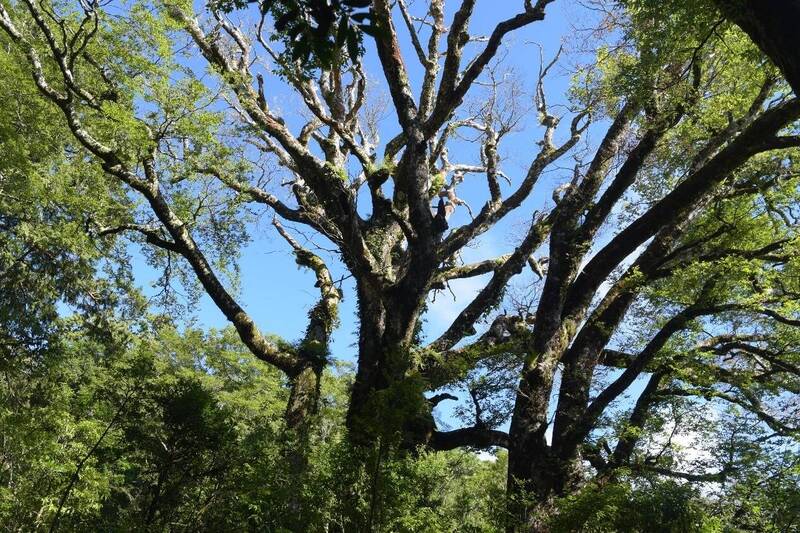 Taiwanese researchers logged 839 plant species over two years in the Chatianshan Nature Reserve south of Taipei. 100 more than in 1992. The 7,000 hectare reserve also has 23 mammal species and 72 species of birds. Rare fern and Taiwan beech. news.ltn.com.tw/news/HsinchuCo…