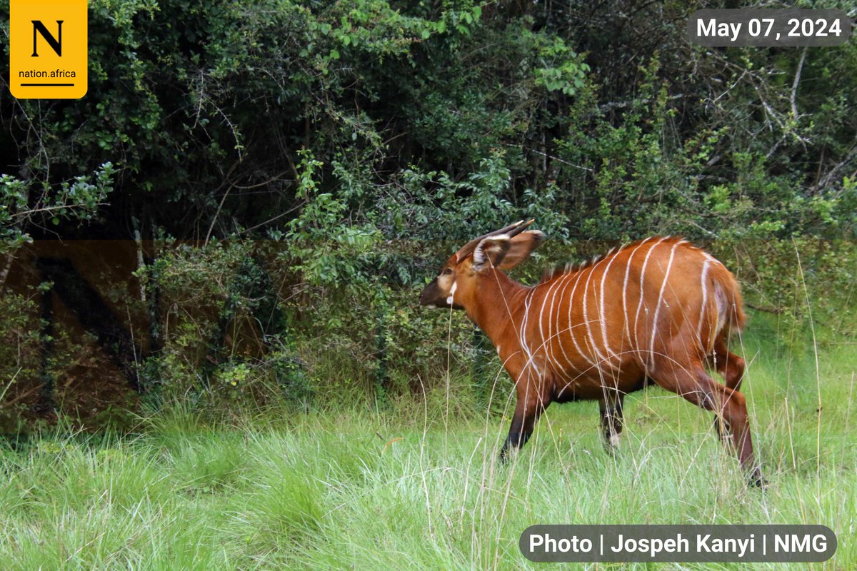 A mountain bongo antelope runs into the forest after being released at the Mawingu Sanctuary in Mt Kenya Forest on May 7, 2024. The Mount Kenya Wildlife Conservancy will release ten bongos into the wild this week after they spent years in captivity.