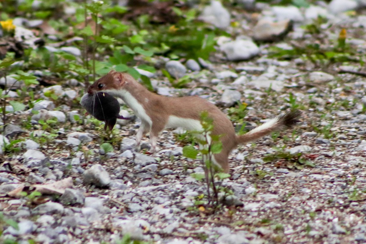 In #Canada, a Short-tailed #Weasel (Mustela richardsonii) carries off its Northern Short-tailed #Shrew (Blarina brevicauda) prey, and it's our #TwoferTuesday Observation of the Day! Seen by trinitygc.

More details at: inaturalist.org/observations/2…