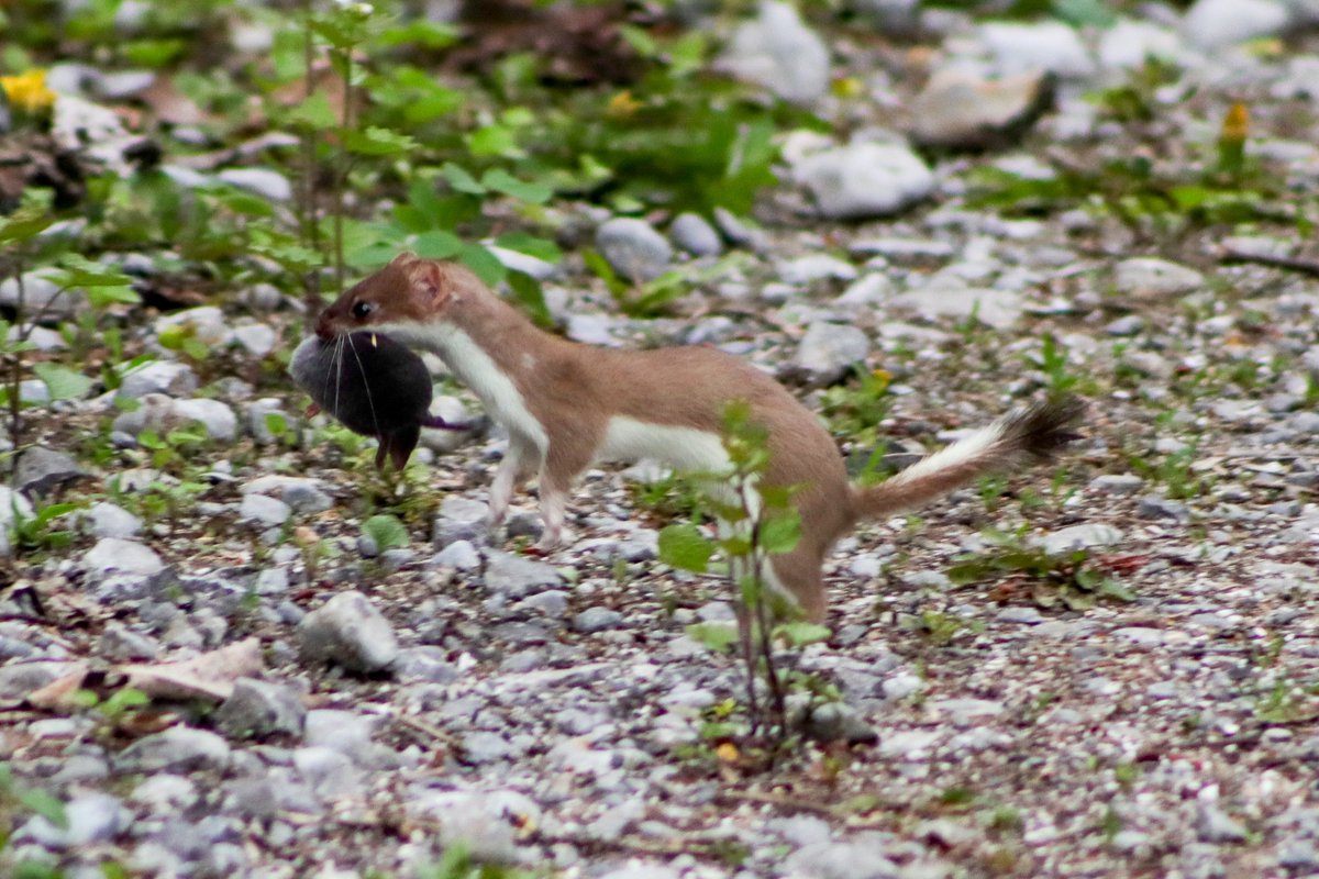In #Canada, a Short-tailed #Weasel (Mustela richardsonii) carries off its Northern Short-tailed #Shrew (Blarina brevicauda) prey, and it's our #TwoferTuesday Observation of the Day! Seen by trinitygc. More details at: inaturalist.org/observations/2…