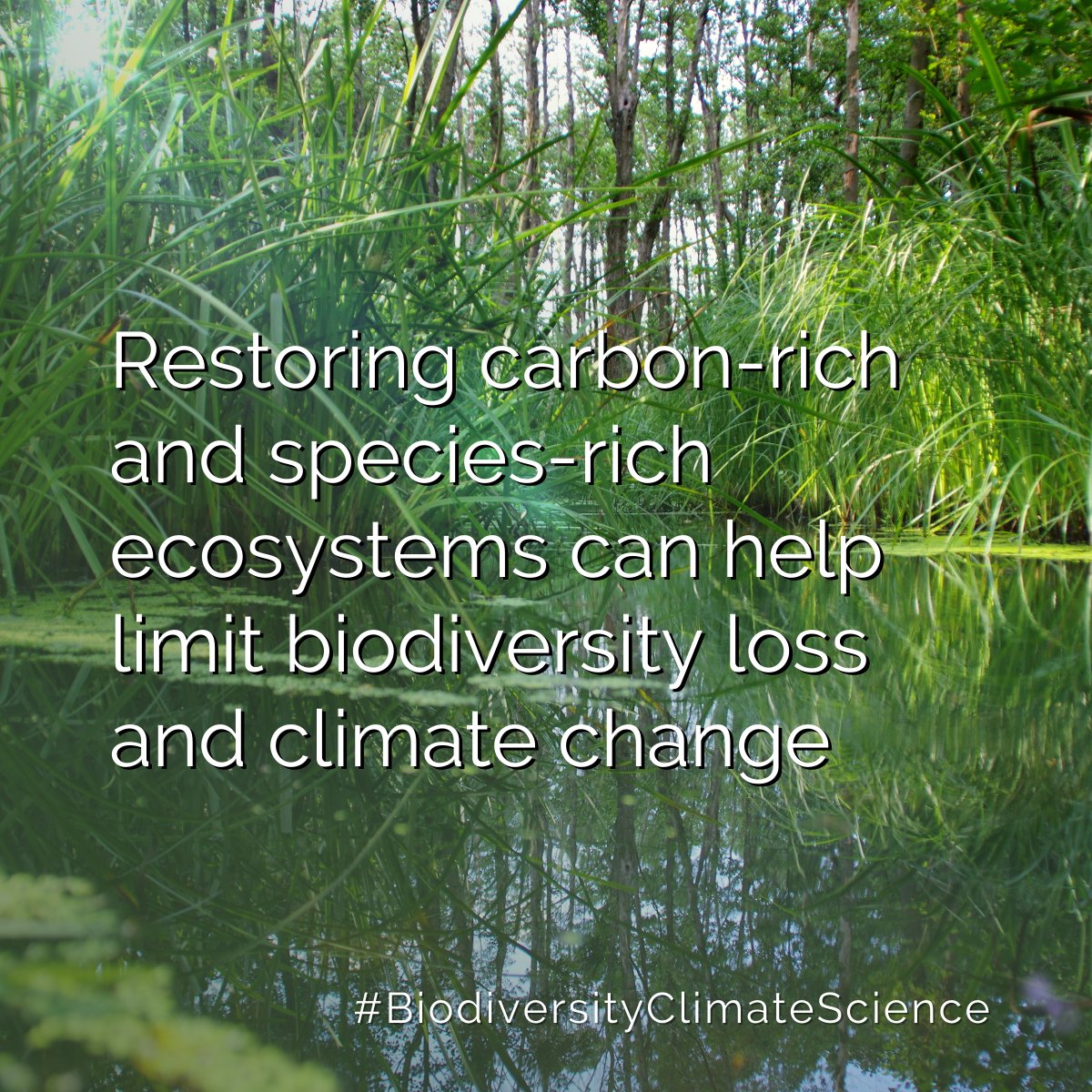 🦋🌡️#BiodiversityClimateScience shows restoration is among the cheapest and quickest nature-based climate mitigation measures

It enhances the resilience of biodiversity in the face of #ClimateChange & brings many benefits for people & #ForNature

ipbes.net/events/ipbes-i…