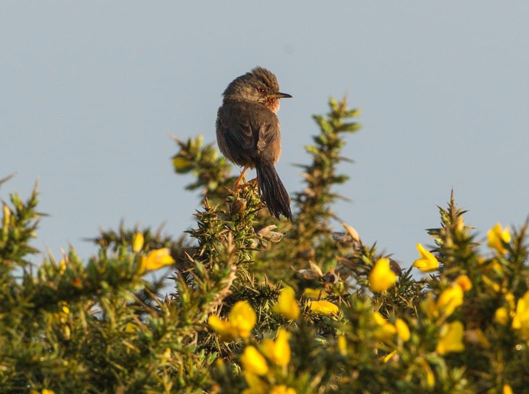 Lovely Dartford warblers on the heath next to ours this morning #dartfordwarbler #canon500l #NaturePhotography #wildlifephotography #birdphotography #isleofpurbeck #creechheath