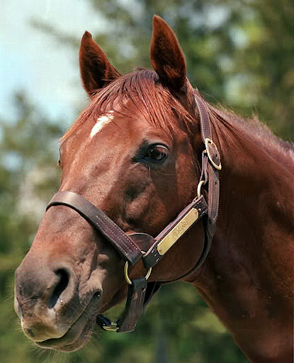 I'm hesitant to ask a favor of my readers. It would be helpful, if you are so inclined, to post an honest review of Broken on Amazon. It will help popularize Alydar's story through the Amazon algorithm. Thanks!