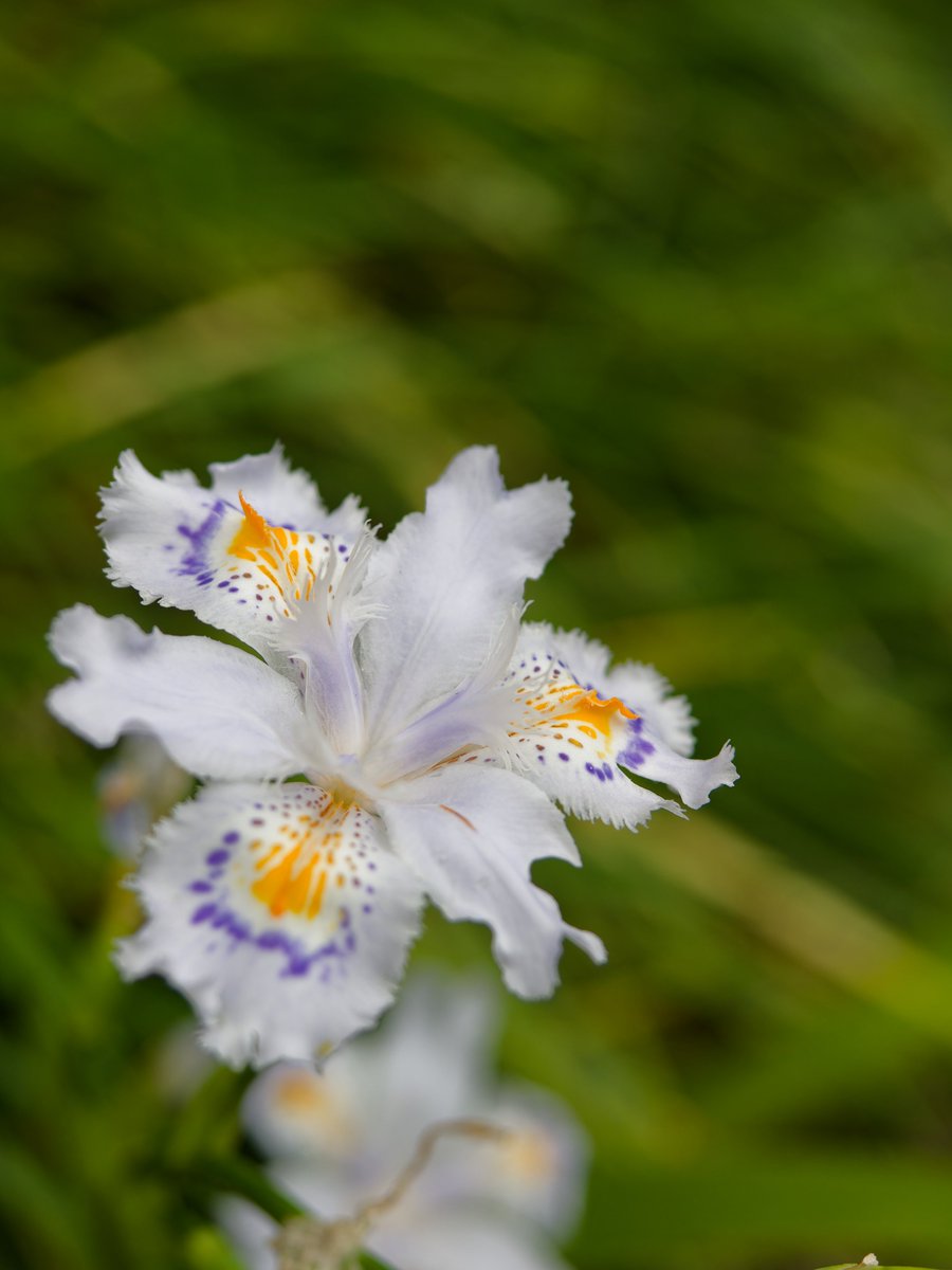 道端にシャガ（射干）の花が咲いていました。中国原産でアヤメの仲間です。華やかなので別名の胡蝶花の方が似合っているかも。

OM SYSTEM  OM-1
M.ZUIKO DIGITAL ED 40-150mm F2.8 PRO

#花 #シャガ #胡蝶花
#flower #IrisJaponica #FringedIris
#OMSYSTEM #OM1 #OLYMPUS #photography