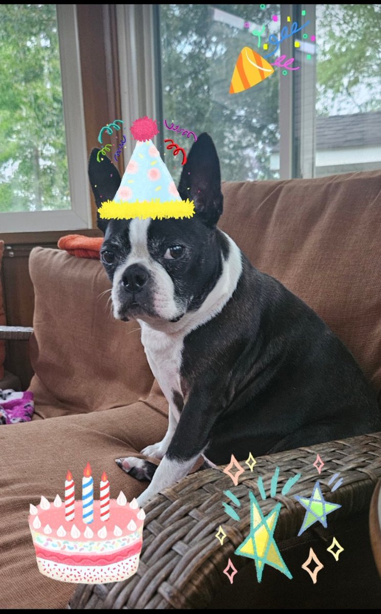 Happy 6th Birthday to the Princess Harley Quinn.  May all your Birthday wishes come true!🎂🥳🎉🥰