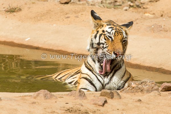 Did somebody say #TongueOutTuesday? These #Tigers are sure that they did