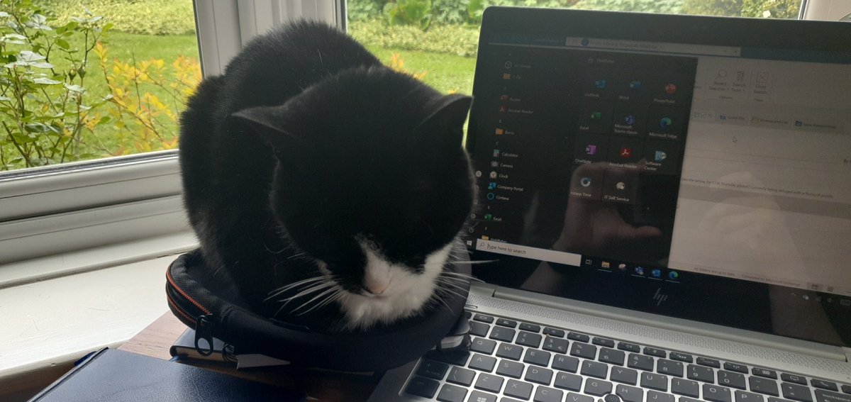 #workingfromhome 😻😻😻 #CatsOnTwitter