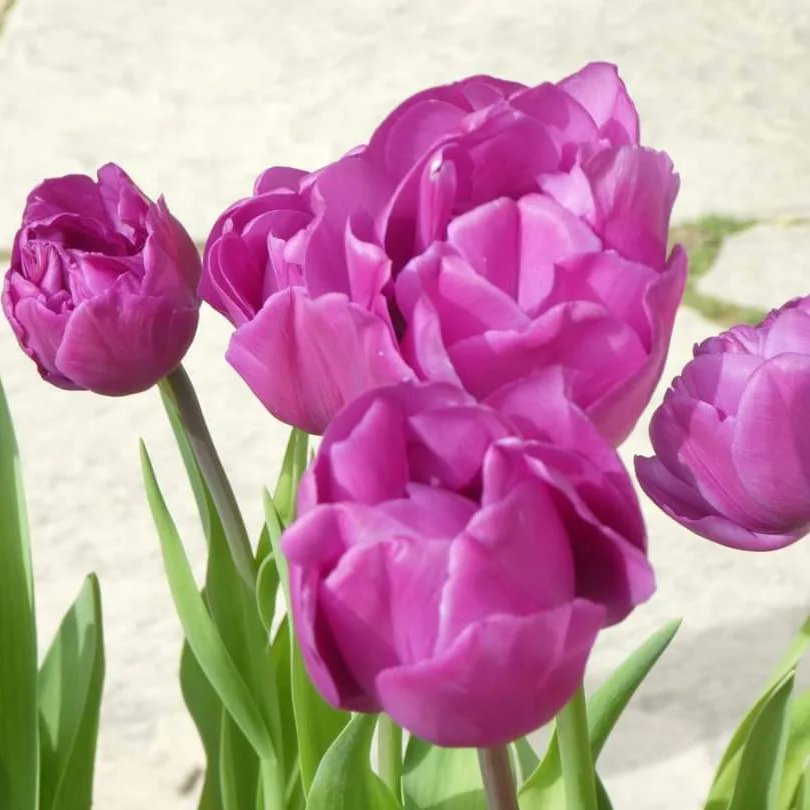 Thanks to all who visited Dyrham Park for 'tulip mania'. It was a great celebration of the flower with talks, a book signing, artists in residence, crafts and Delftware. We loved seeing all your posts, reels and comments. Thanks to visitor Meryl G for these lovely tulip pictures.