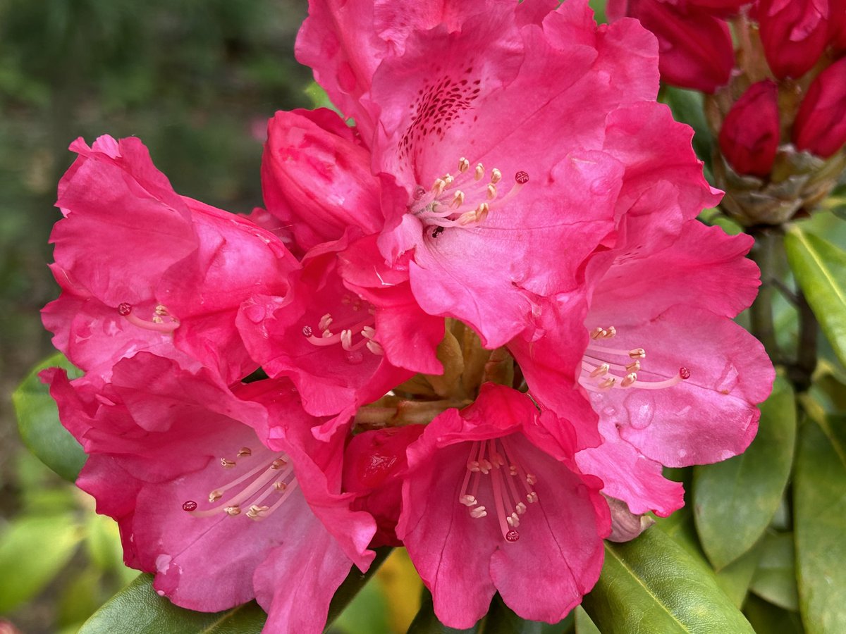 Beauty at every age and stage of my rhododendron. Mimics my journey throughout my life 
#mygarden #bekind
#MondayFeeling