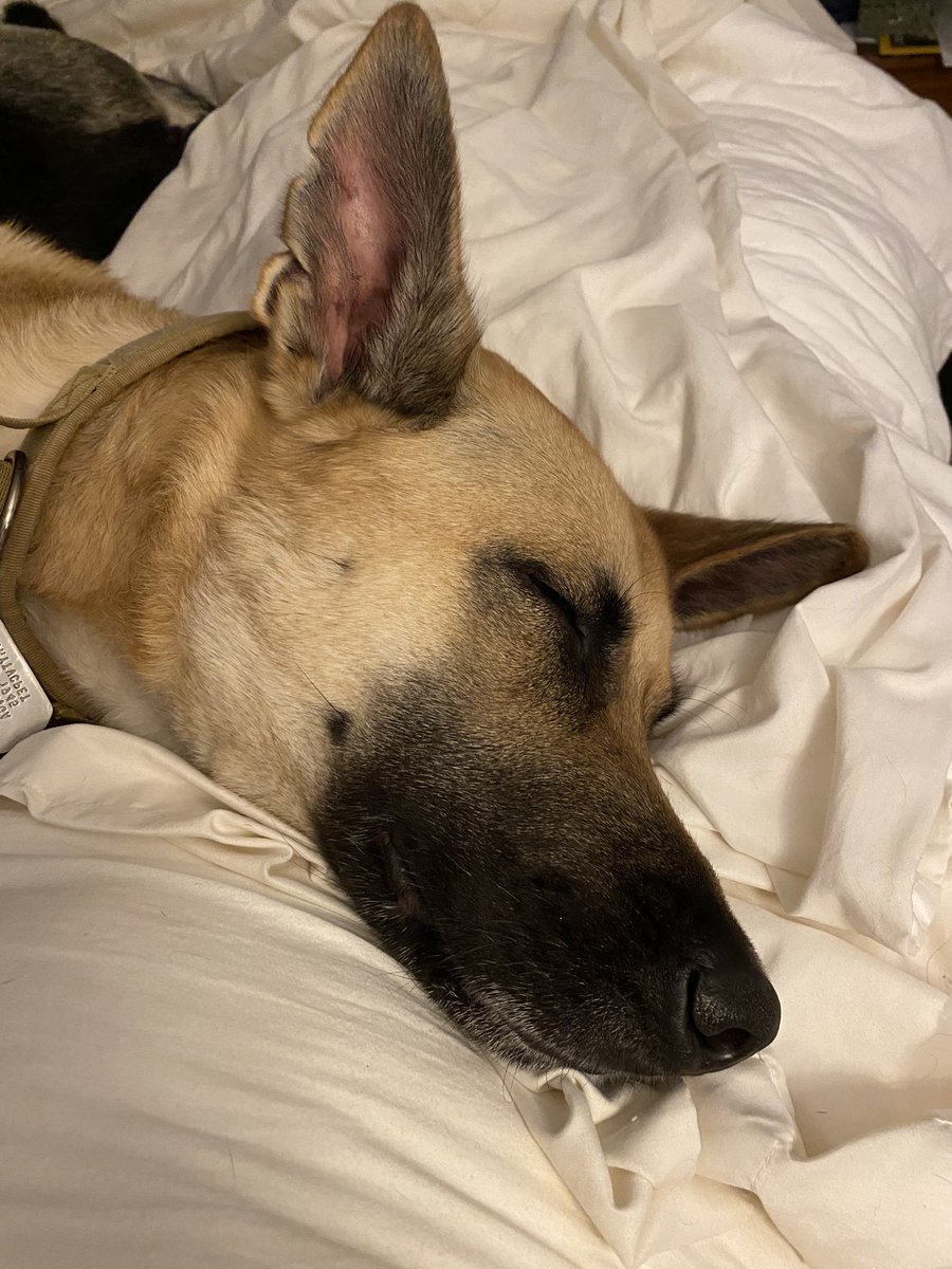 My snuggle buddy last night. I just lay there and stare at him…. I wouldn’t have him if Sam hadn’t passed. I just ponder life sometimes ya know? I miss Sam like nothing else. And Junior helps with scabbing. ❤️😍🐾 I kinda love him to bits…..