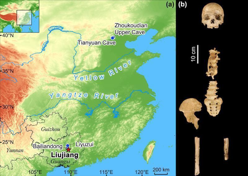 When did humans first arrive in East Asia? A new study of the Liujiang skeleton re-dates the earliest Homo Sapiens in China. The study has placed the skeleton's age - previously a matter of debate - at 33,000 to 23,000 years old. 💀 earthsky.org/human-world/li… 📸 Springer Nature.