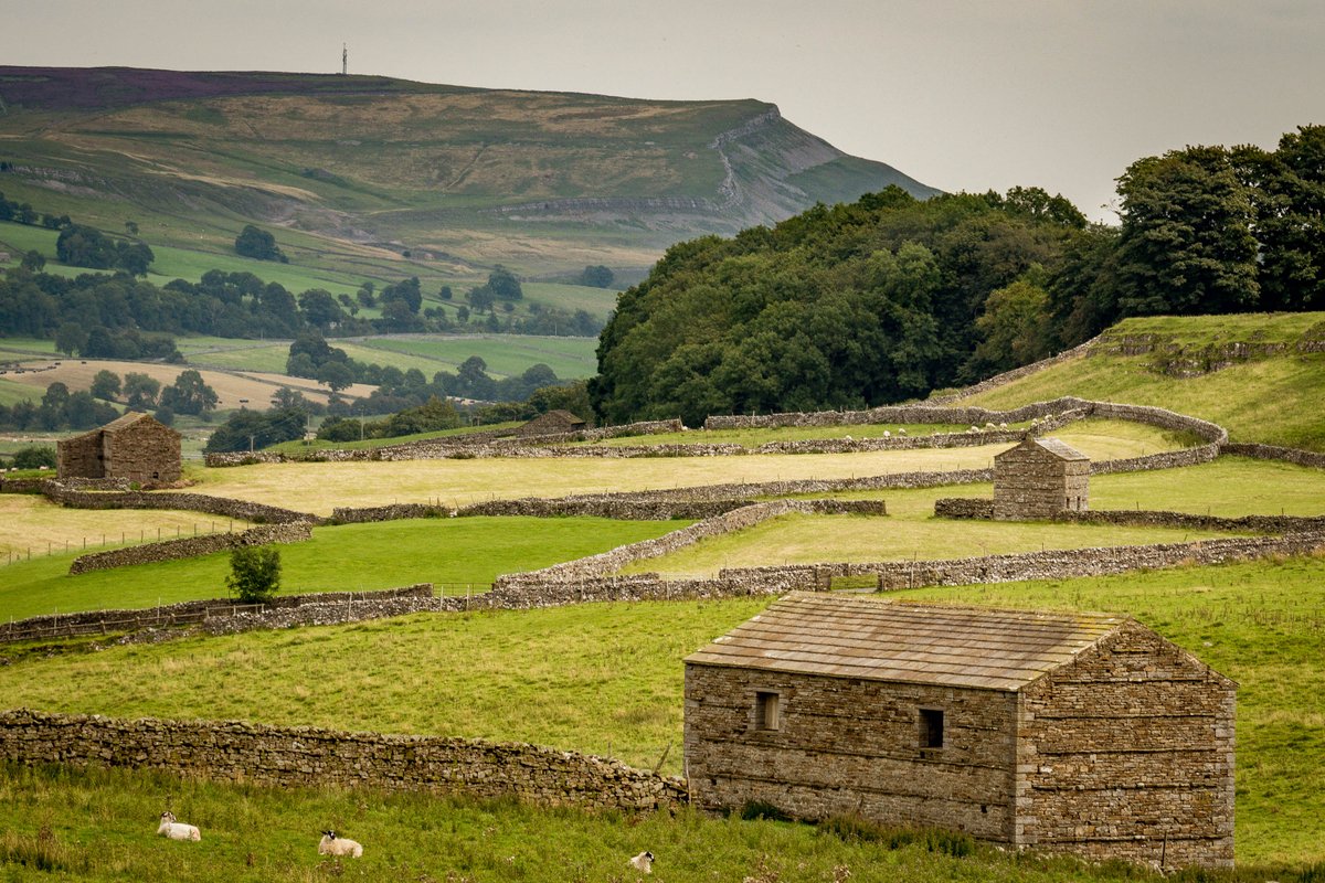 Ancient dry-stone walls and field barns are defining features of the Dales landscape - shaped over thousands of years by people and nature.

yorkshiredales.org.uk/about/about-th…

📸 Andy Kay | #YorkshireDales