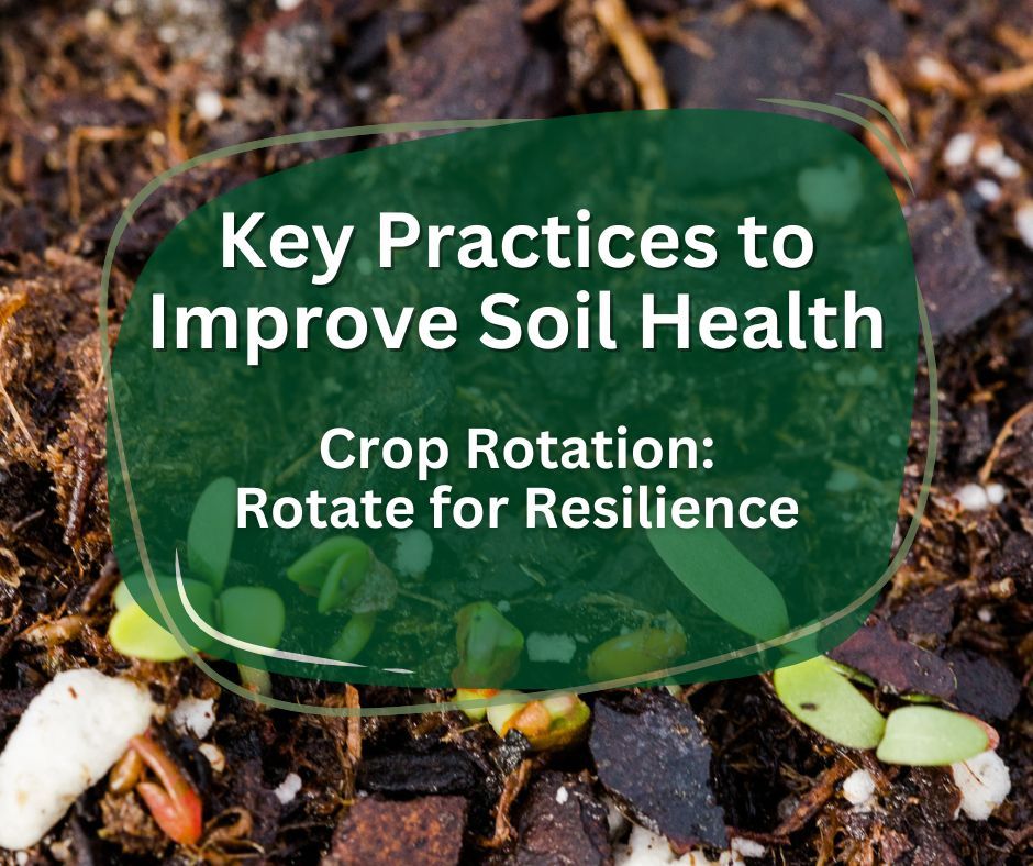 Crop rotation is a game-changer for soil health.

Helping balance nutrients and break pest cycles. See how rotating crops can lead to more productive and healthy fields this spring. 

#CropRotation #SustainableAg #seed24 #plant24 #SoilHealth