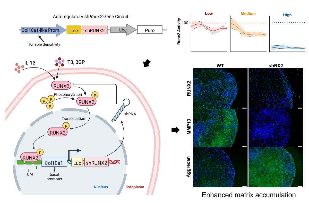 CPOD April 2024 New Publication Spotlight - Coleman Lab

Read more:  medicine.umich.edu/dept/cpod/news…
#GoBlueMed #UmichMedScience #research