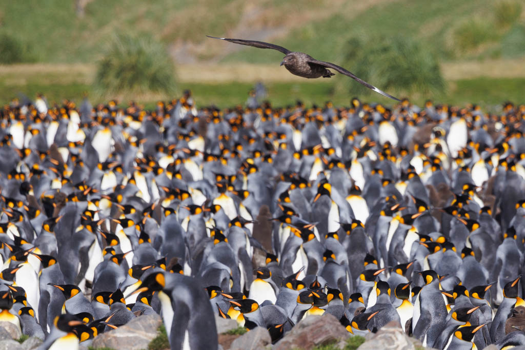 On Patrol: A Brown Skua scanning a King Penguin colony on the hunt for any fast food. South Georgia