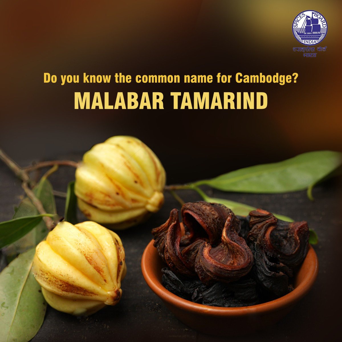 Cambodge, also known as Malabar tamarind, is a popular tropical fruit with a tangy flavor
@doc_goi 
#spicesboard #Cambodge #incrediblespicesofindia