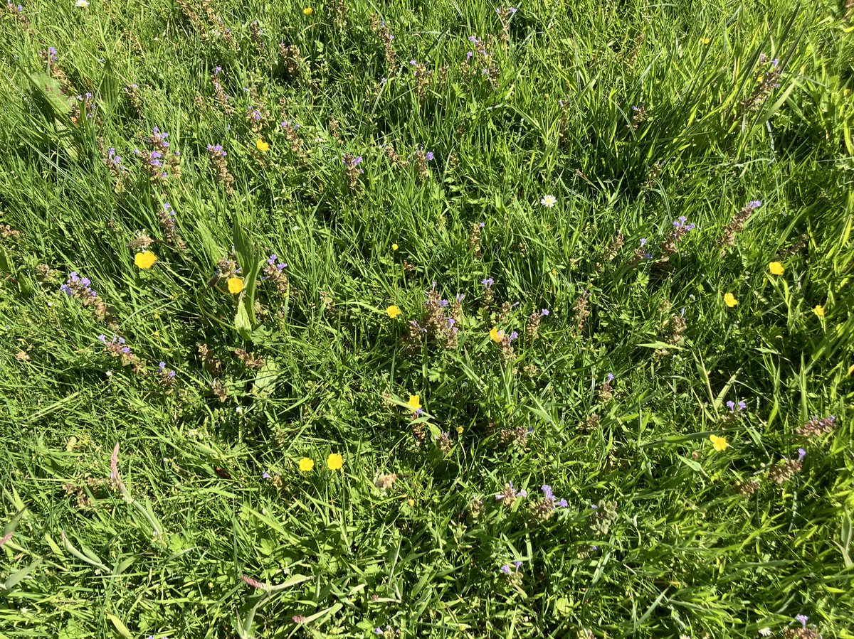 Complimenten voor @Vught vanwege hun ecologisch maaibeheer! Jarenlang werd alles tot het water kort gehouden, maar nu krijgen bloemen en insecten een kans. En zeg nou zelf... het ziet er ook veel mooier uit.