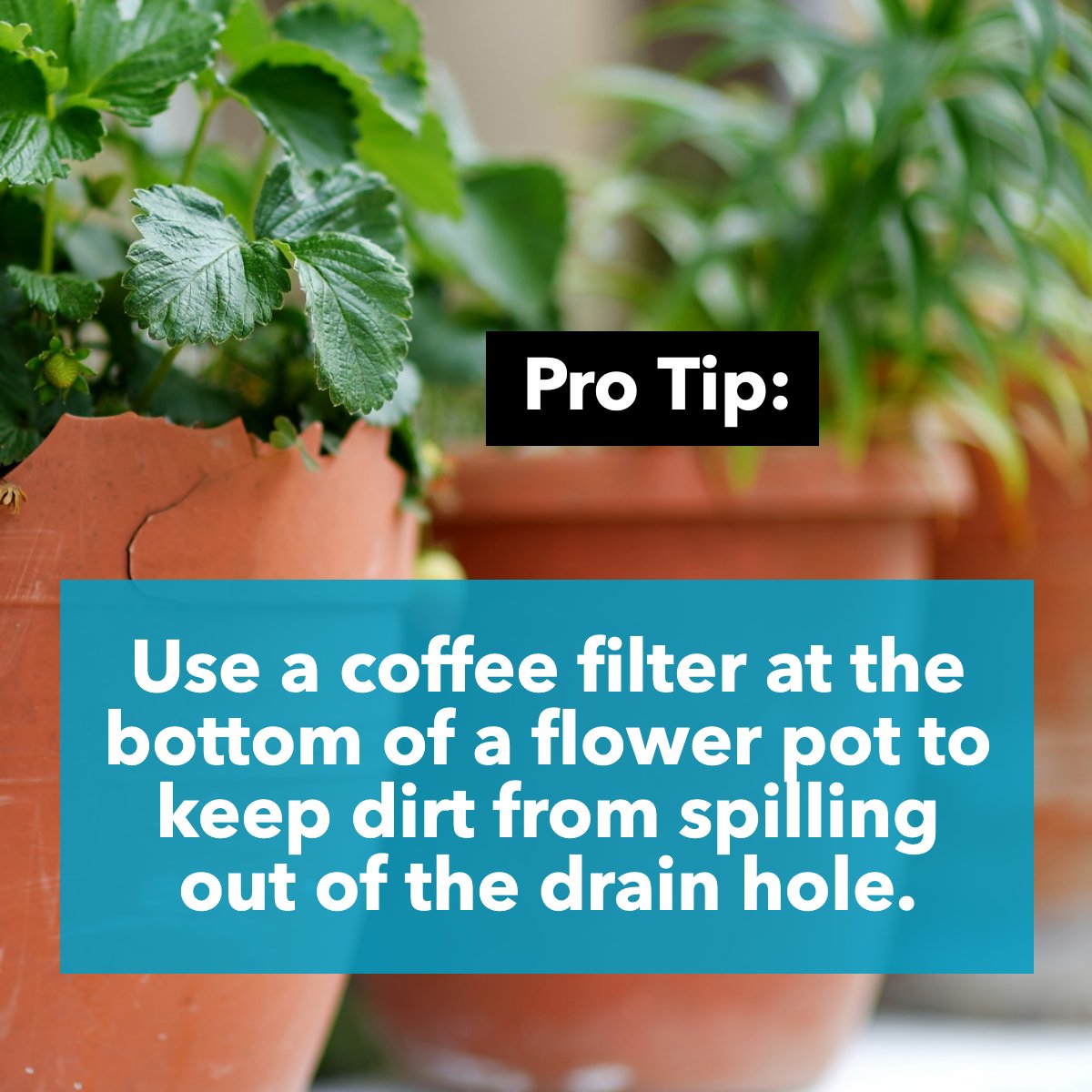 This will keep your plants less messy and healthier. 🌷🌻🌼

#ecofriendly #recycle #flowerpot #coffeefilter #diy #gardeningtip #protip
 #MVPRealty #Jayneyardenrealtor #Gulfcoastrealestate #Tampabayrealestate #floridarealestateforsale #florida #movetoflorida